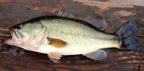 bass fish|Bass Discussions .